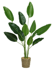Strelitzia Foliage Plant in Pot - 100c 