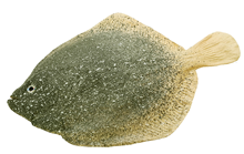 Rubber Turbot Fish 