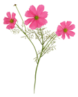 Deep Pink Cosmos Flower Stem - 48cm 