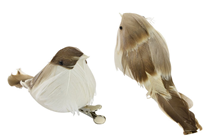 Brown Feather Birds - Pk.2 