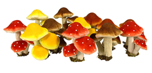 Assorted Mushrooms/Toadstools