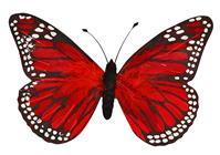 Red Feather Butterfly - 30cm 