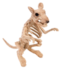 Skeleton Rat 