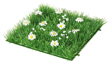 Grass Square with Daisies - 24 x 24c 