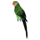 Green Tropical Parrot - 34cm