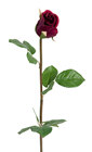 Burgundy Rose Stem 