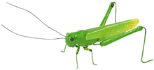 Fake Green Grasshopper 