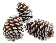 Large Frosted Pine Cones - Pk.3 