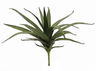 Aloe Vera - 50cm 