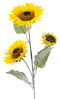 Sunflower - Multi-Head 