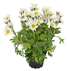 Potted Marguerite Daisy Plant - 30cm 