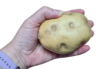 Medium Fake Potato 