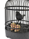 Animated Raven in Cage 