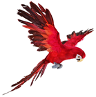 Red Parrot in Flight - 73 x 76cm 