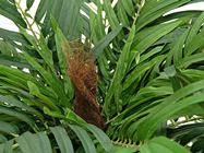 Areca Palm Tree - 140cm 