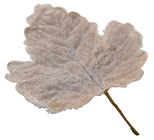 Large Frosted Leaf - Buff 