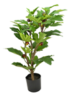 Ornamental Fig Tree - 68cm 