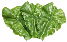 Lettuce Leaves - Pk.3 