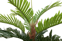 Kentia Palm Tree 