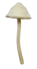 Large Cream Hanging Fantasy Mushroom 