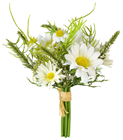 Posy of Marguerite Daisies 