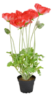 Red Potted Poppy Plant - 45cm 