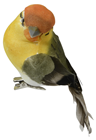 Orange and Green Garden Bird with Clip 