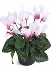 Potted Cyclamen - Two Tone Pink 