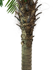 Pheonix Palm Tree - 150cm 