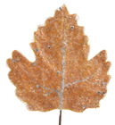 Frozen Autumn Leaf - 12 x 14cm 