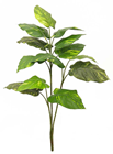 Pothos Plant - 90cm 