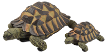 Tortoise - 17cm 