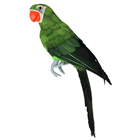 Green Tropical Parrot - 42cm 