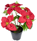 Red Poinsetia in Pot 