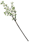White Cherry Blossom Branch - 125cm 