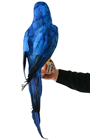 Blue Tropical Parrot - 68cm 