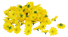 Scatter Flowers - Yellow 