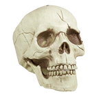 Skull Jawbone with Moveable Jaw 