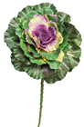 Green & Purple Cabbage with Removable% 