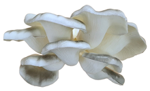 Large Grey Oyster Mushroom Cluster