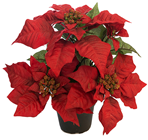Red Potted Poinsettia Plant - 35cm 