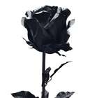 Large Black Rose - 108 x 23cm 