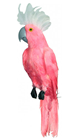 Pink Cockatoo with White Crest - 50cm 