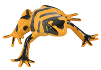 Fake Yellow and Black Tree Frog 