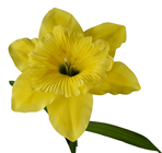 Giant Daffodil