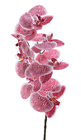 Dark Pink Orchid Stem - 77cm 