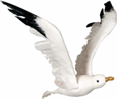 Seagull in Flight - 60 x 30cm