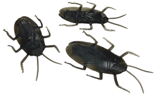 Giant Cockroaches, Pk.3 