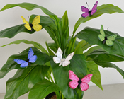 Coloured Butterflies with Magnet and Clip - 5cm Pk.6