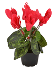 Potted Cyclamen - Red 